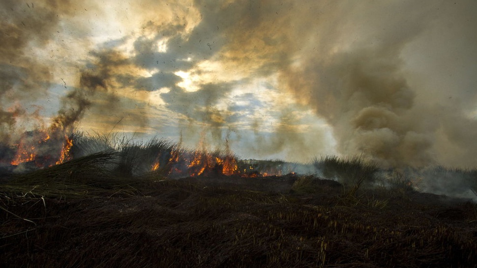 Temuan Pantau Gambut: 16 Juta Hektar Kawasan KHG Rentan Terbakar