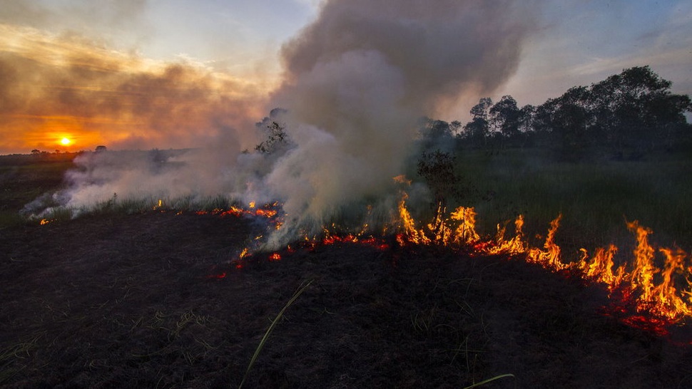 Kepala BNPB: Tindak Hukum Pembakar Hutan, Tak Ada Toleransi