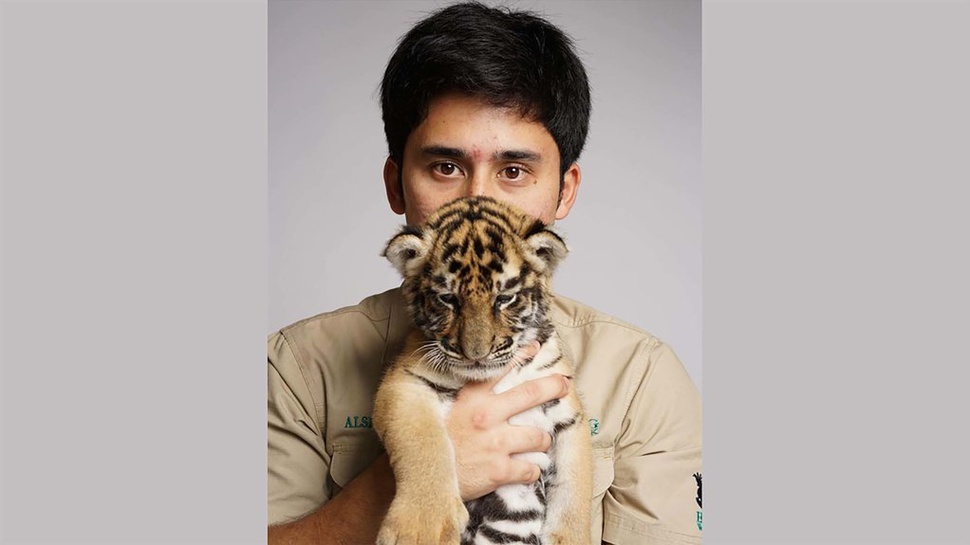 Arti Breeding Harimau Alshad Ahmad dan Kontroversinya