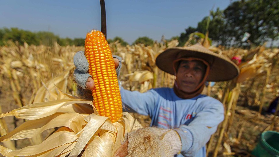 Kemenkeu Diminta Siapkan Rp6 T untuk Bulog Serap Jagung Petani