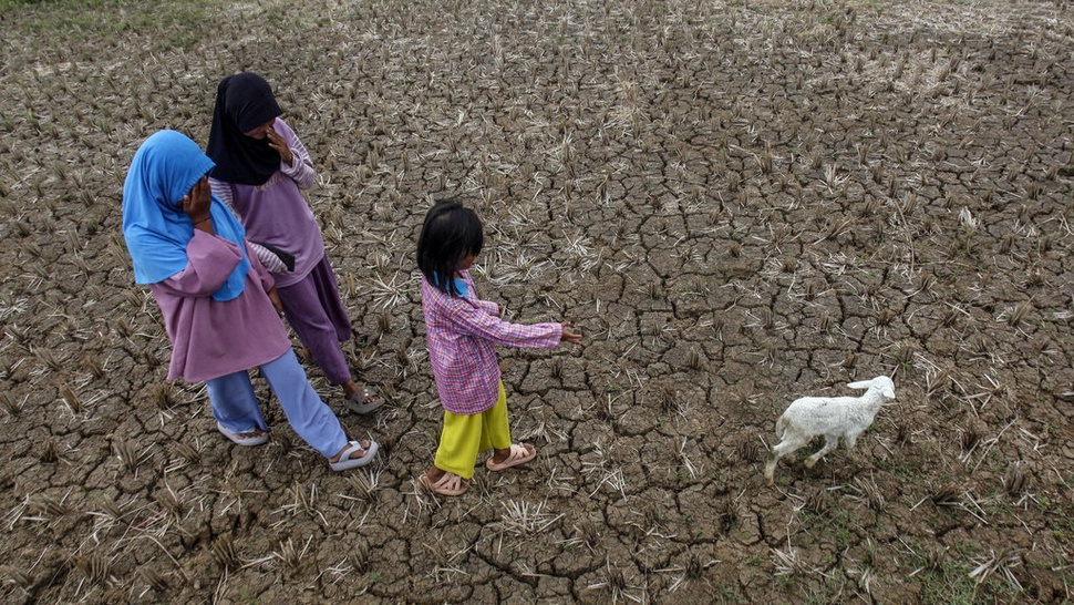 BMKG: 63 Persen Wilayah RI Mulai Terdampak El Nino