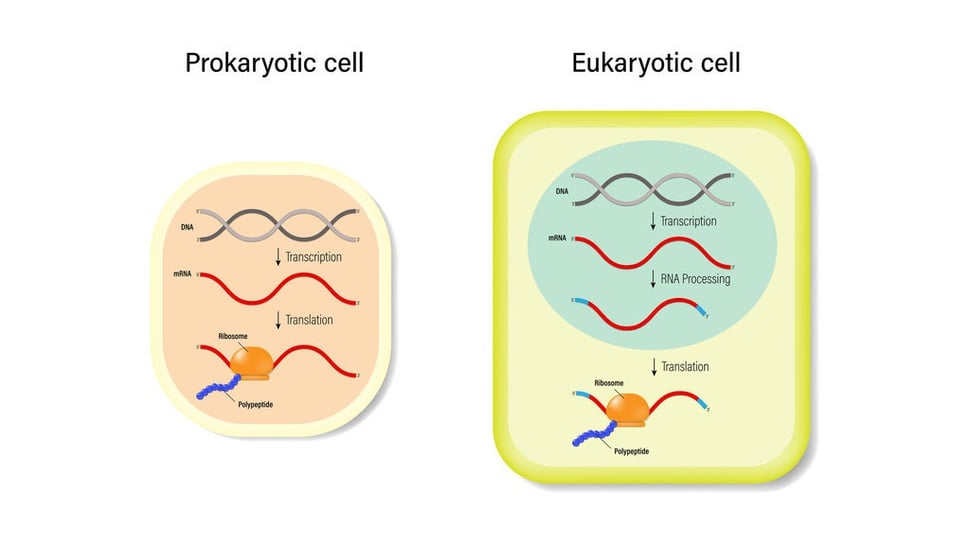 Perbedaan Sel Prokariotik dan Eukariotik Beserta Contohnya