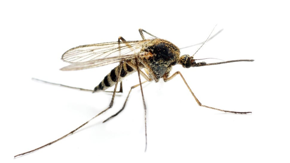 Mengenal Anopheles, Ciri-ciri, dan Bahaya Nyamuk Malaria