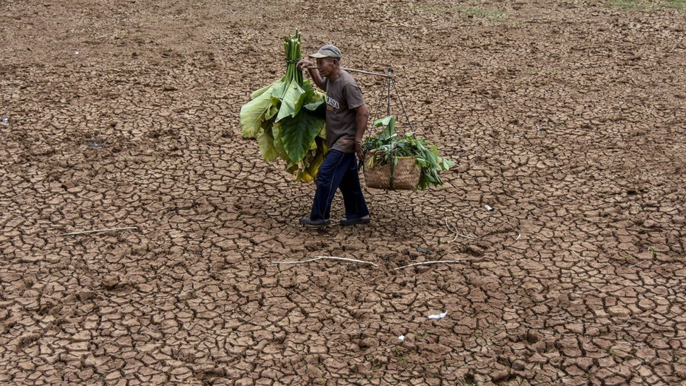 Imbas El Nino dan Kondisi Global, Lima Komoditas Pangan Terancam
