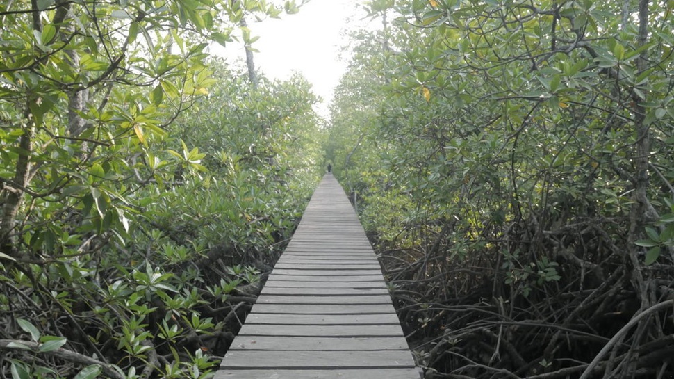 Menikmati Hutan Mangrove Mentawir & Potensi Ekowisata di IKN