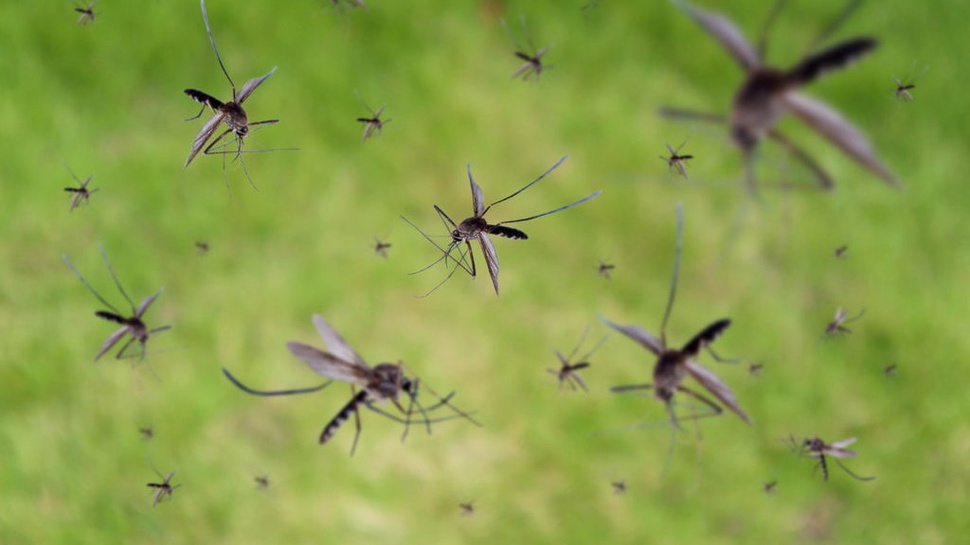 7 Fakta Teknologi Nyamuk ber-Wolbachia, Apakah Berbahaya?