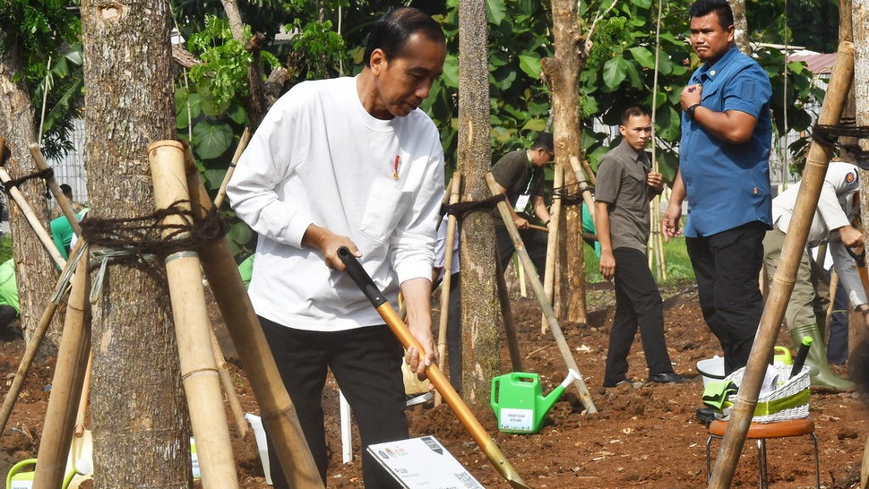 Jokowi Ingin Hilirisasi Kelapa Agar Bisa Dipanen Lebih Cepat