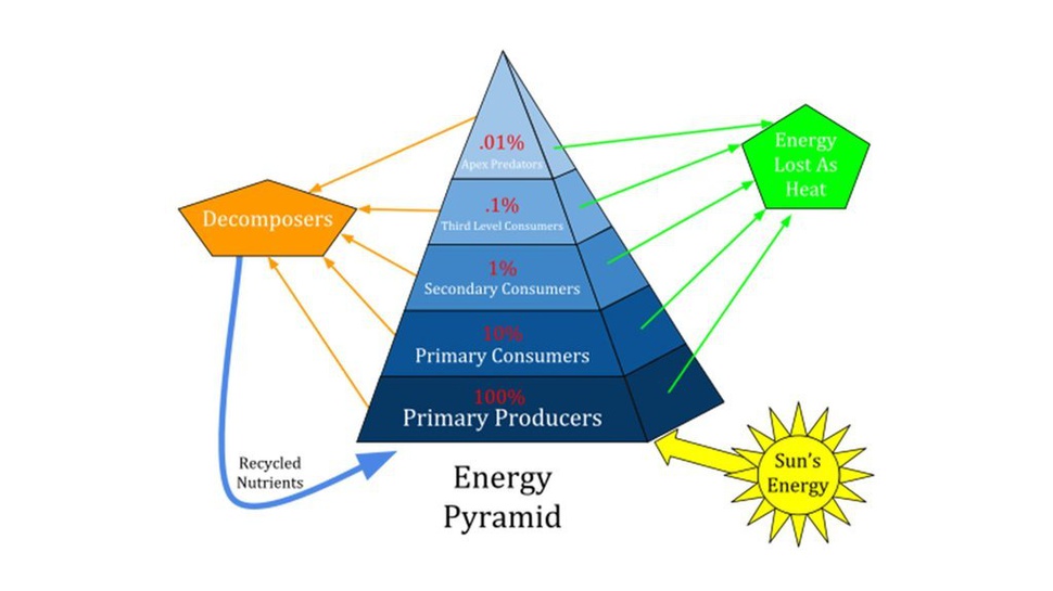 Faktor Penyebab Berkurangnya Energi pada Piramida Energi