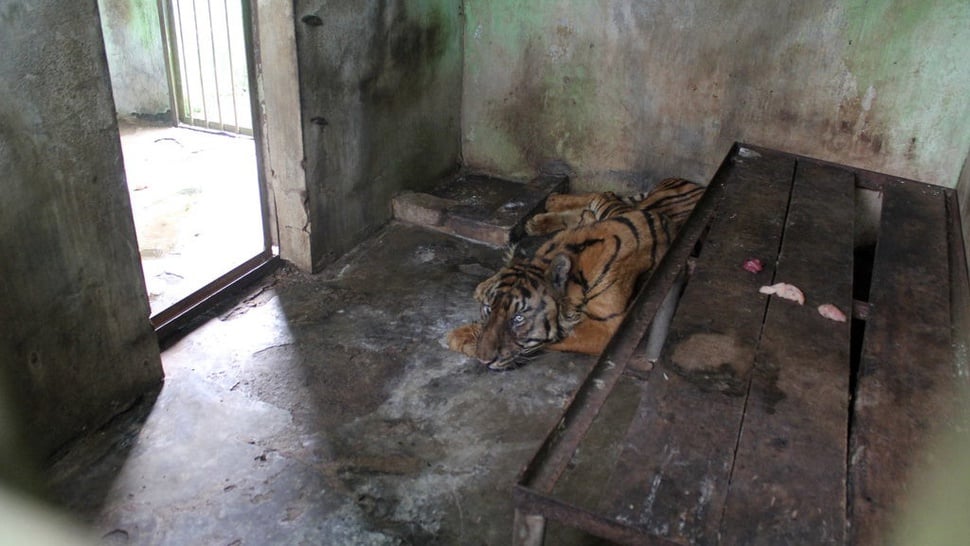 Penyebab Harimau Medan Zoo Mati Lagi & Total Sudah Berapa?