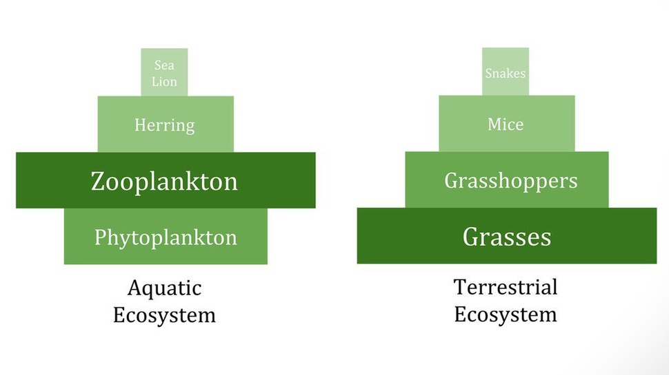 Fungsi Piramida Biomassa dalam Ekosistem dan Contohnya