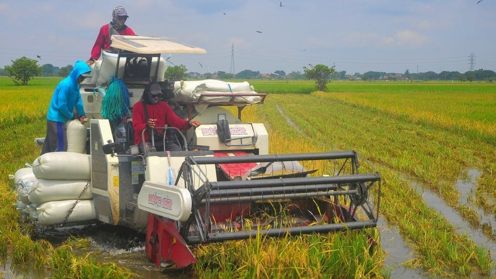 Dapat Tambahan Anggaran, Kementan Bakal Garap Lumbung Pangan