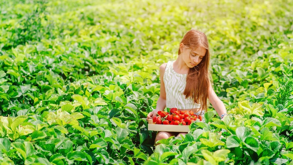 Apa Itu Generasi Strawberry, Ciri, dan Fakta-Faktanya
