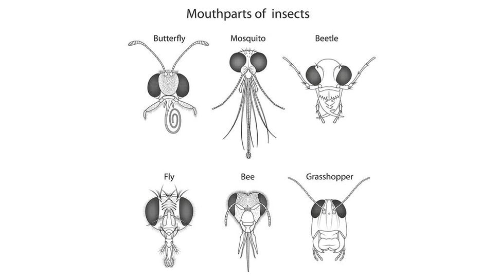 Apa Saja Tipe Mulut Serangga, Contoh, dan Karakteristiknya?