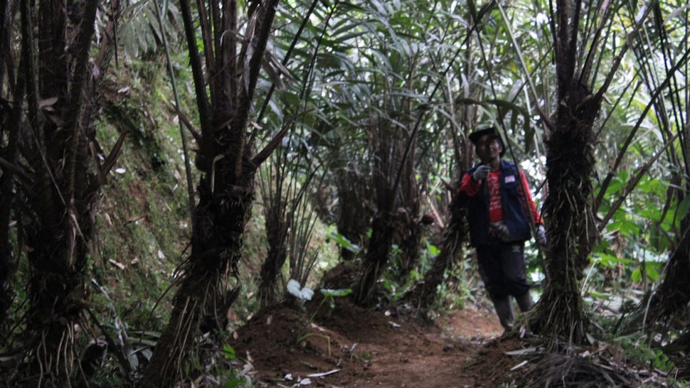 Agroforestri: Upaya Petani Kawista Menanam & Merawat Lestari