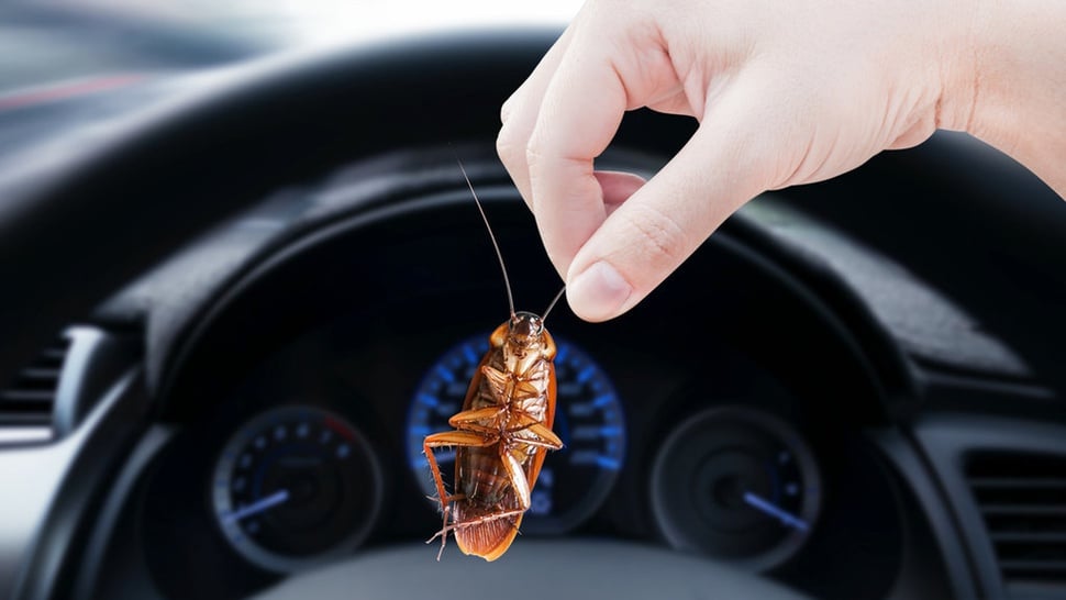 14 Cara Menghilangkan Kecoa di Mobil dengan Mudah