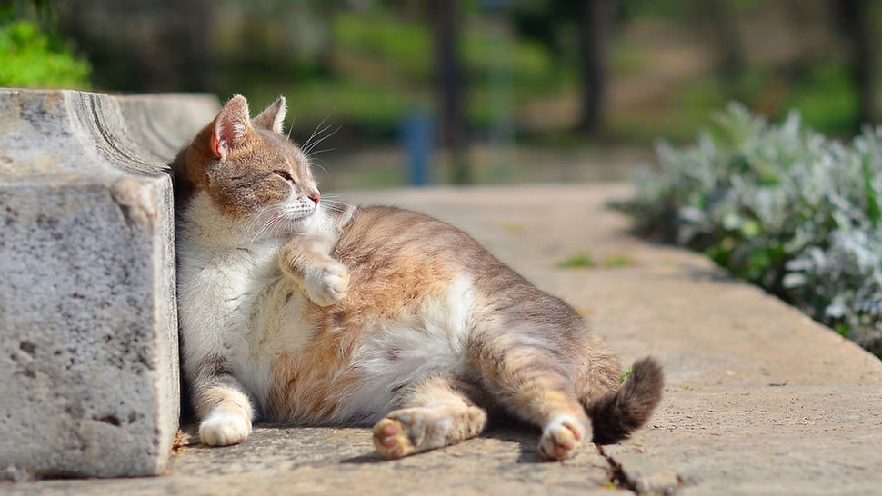 10 Ciri-Ciri Kucing Hamil Dilihat dari Fisik dan Perilakunya