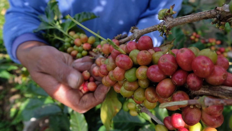 BPS: Ekspor Kopi Tembus US$1,49 M pada Januari-September 2024