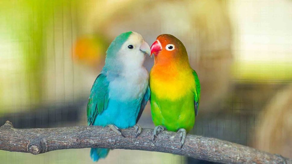 Viral Saaih Lepas Burung, Bisakah Lovebird Hidup di Alam Liar?