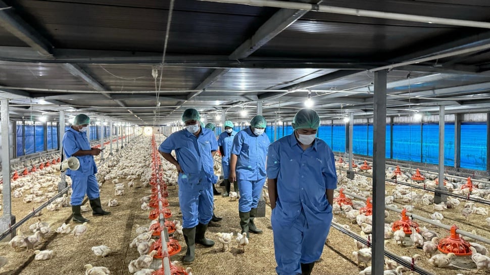 Mengunjungi Kandang Ayam Probiotik dan Modern Milik JAPFA