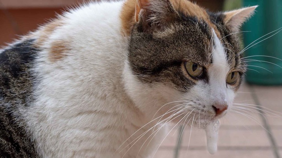 12 Penyebab Kucing Muntah Busa dan Cara Mengatasinya