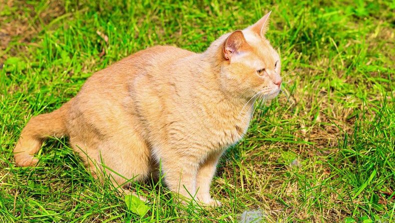 7 Alasan Kenapa Kucing Makan Rumput, Manfaat, & Risikonya