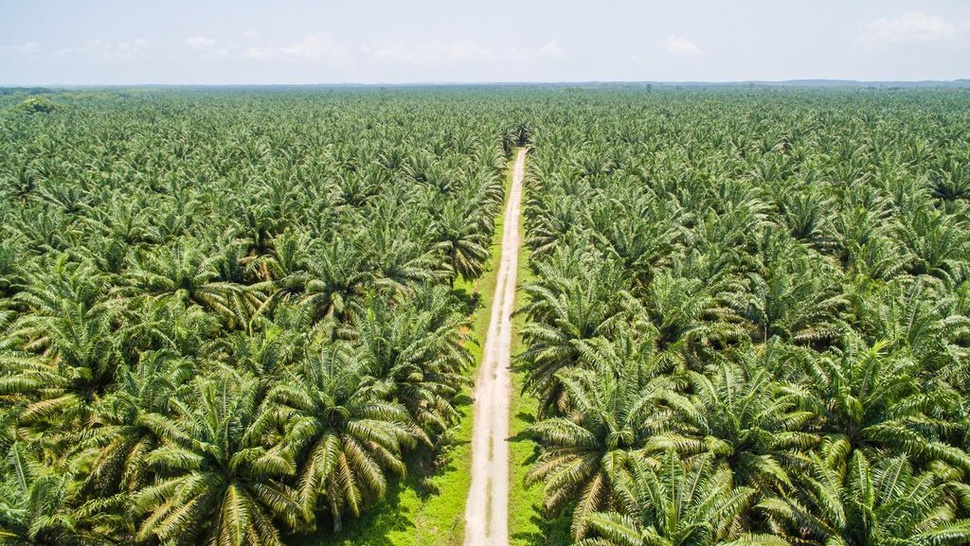 Babad Panjang Kelapa Sawit di Indonesia