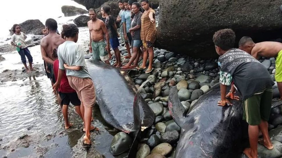 17 Ekor Paus Pilot Dikubur usai Mati Terdampar di Alor NTT