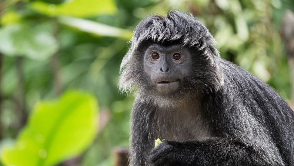 Ringkasan Cerita Lutung Kasarung, Karakter, dan Pesan Moralnya