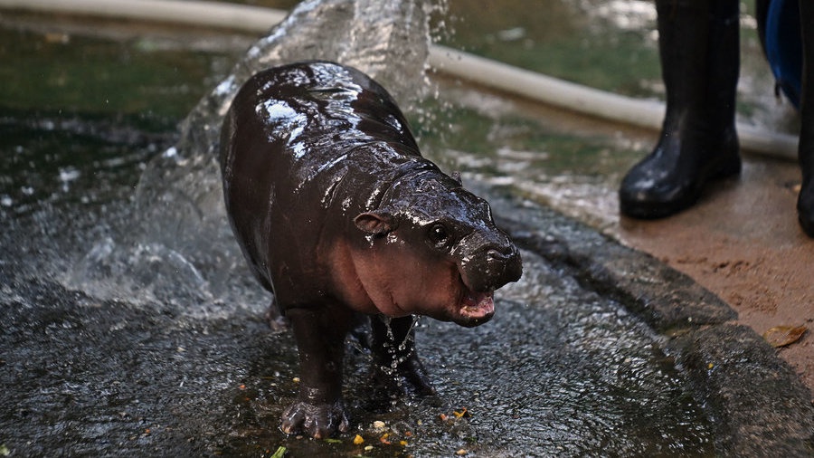 Kisah Moo Deng Baby Hippo dari Thailand yang Viral di TikTok