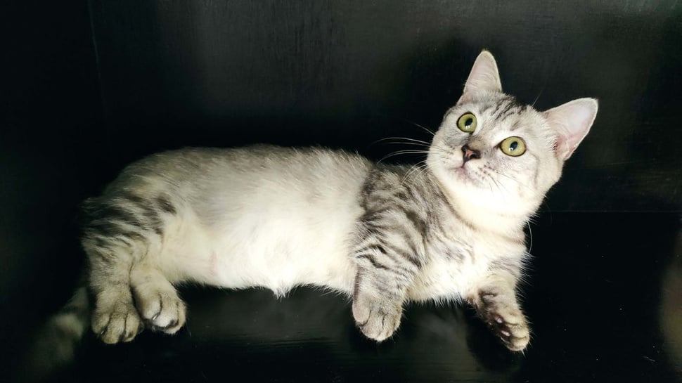 10 Fakta Menarik Kucing Munchkin, Karakteristik, dan Harganya