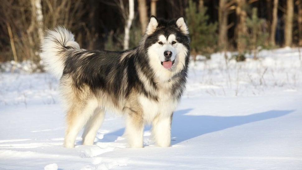 10 Fakta Anjing Alaskan Malamute, Karakteristik, & Harganya