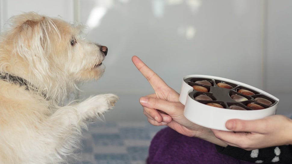 Kenapa Anjing Tidak Boleh Makan Cokelat? Ini Alasan & Bahayanya