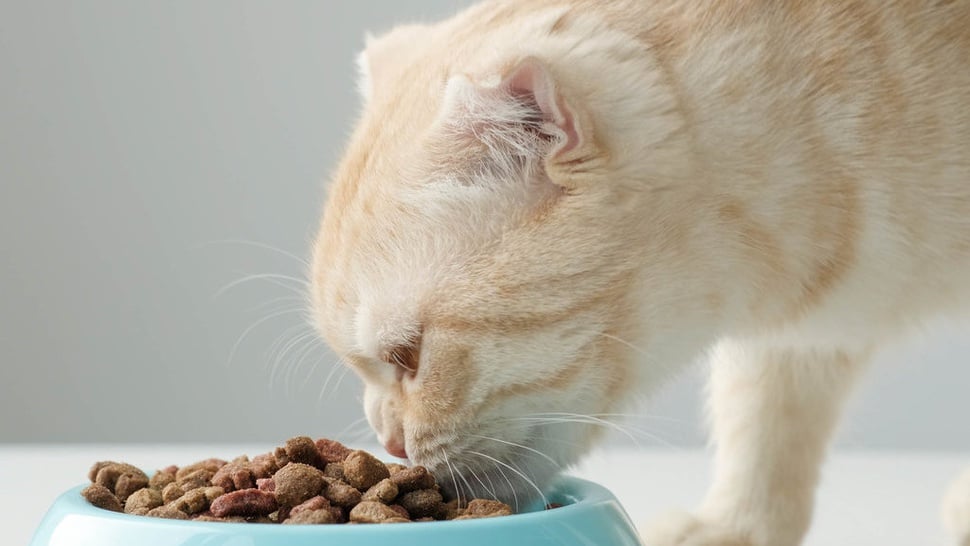 8 Makanan Kucing yang Bagus untuk Bulu dan Bikin Gemuk