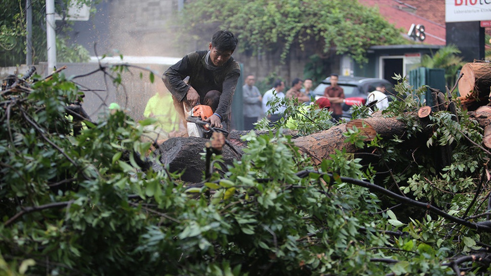 DPRD DKI: Petakan Lokasi Rawan Pohon Tumbang di Jakarta