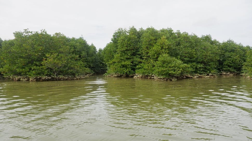 Cerita Baik dari Hutan Mangrove Langkat dan Deli Serdang