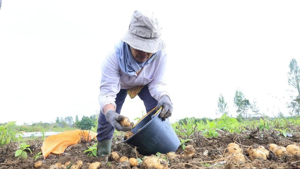 Harapan dari Program Lumbung Pangan di Tanah Humbang Hasundutan