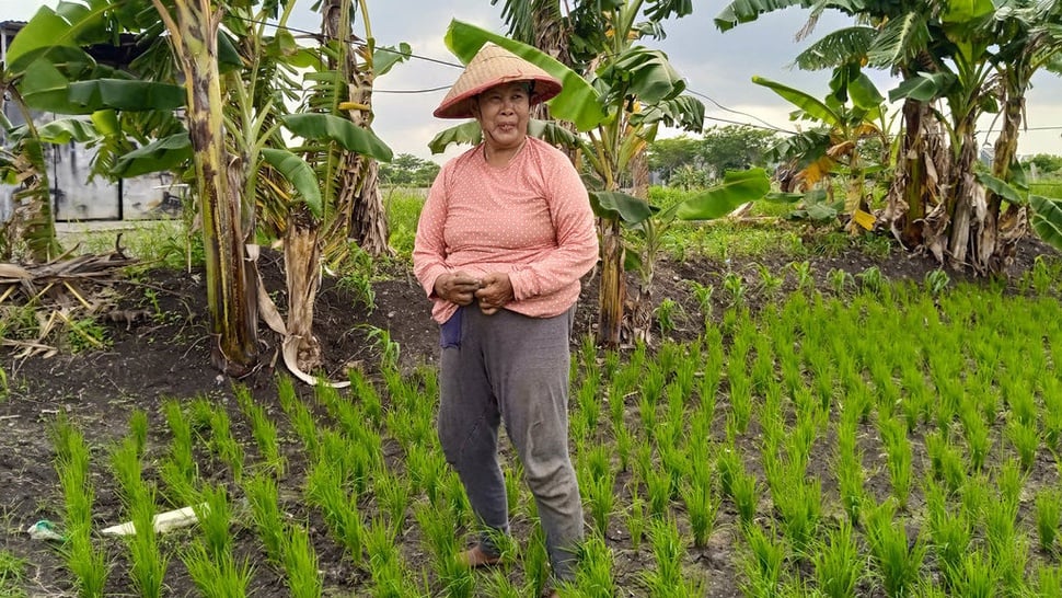 Kisah Petani di Surabaya Garap Lahan Terbatas Milik Pengembang