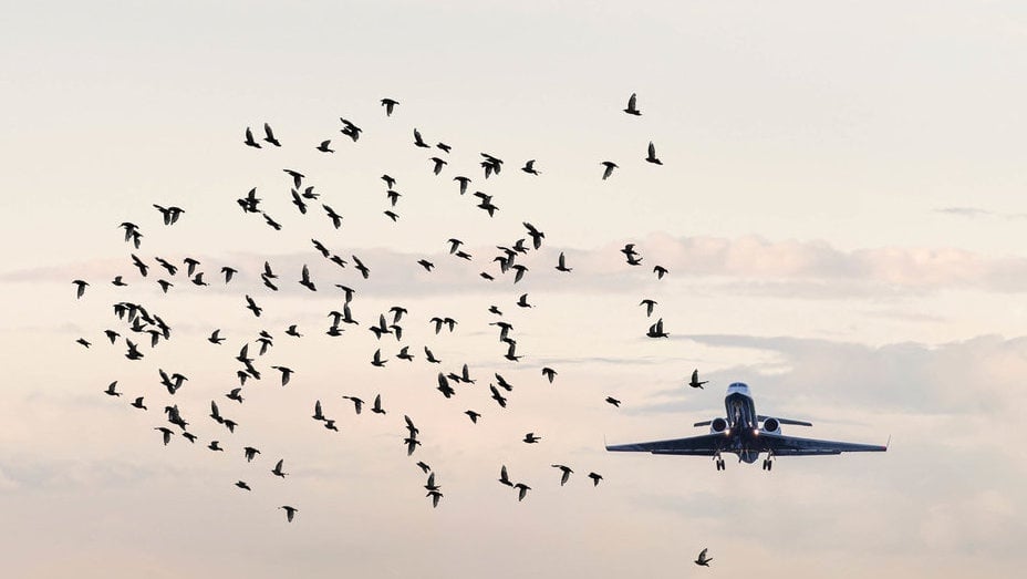 Apa Itu Bird Strike yang Diduga Penyebab Kecelakaan Jeju Air?