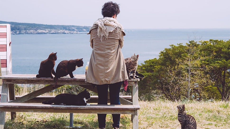 Fakta Menarik dan Unik Pulau Tashirojima, Surganya Kucing