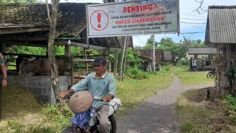 Kasus PMK di Bantul Bertambah: 337 Terjangkit, 37 Sapi Mati