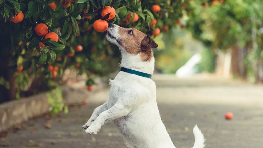 Apakah Anjing Boleh Makan Jeruk & Buah-Buahan Lainnya?