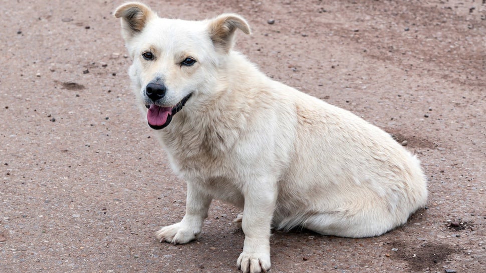 12 Fakta Unik & Menarik Anjing Ras Kintamani serta Harganya