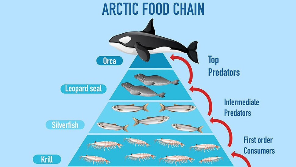 Mengapa Rantai Makanan Ekosistem Digambarkan Berbentuk Piramida?