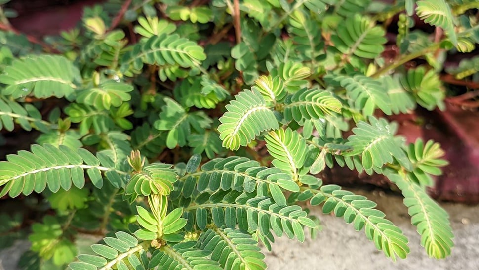 8 Manfaat Daun Meniran dan Efek Sampingnya