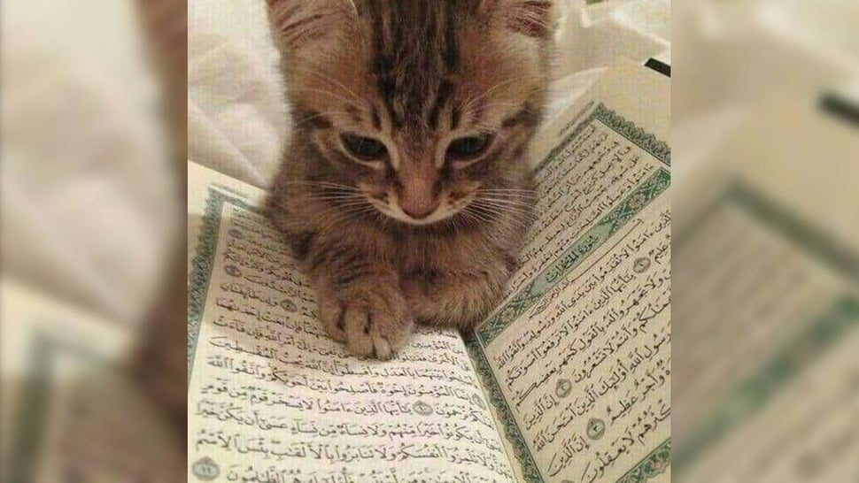 26 Contoh Foto Profil Kucing untuk Ramadhan 2025