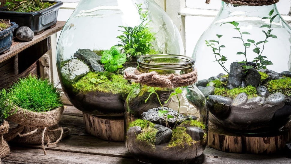 Cara Membuat Terrarium yang Mudah untuk Pemula