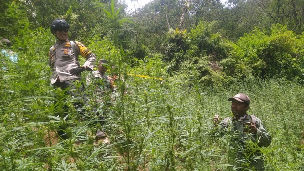 Cerita Lengkap Penemuan Ladang Ganja di Bromo, Siapa Pelakunya?