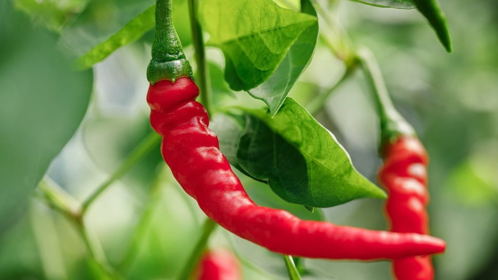 Cara Menanam Cabe di Polybag Agar Berbuah Lebat