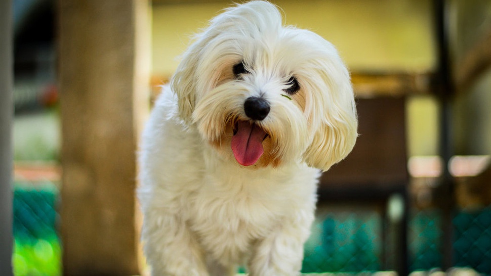 Fakta Menarik Tentang Anjing Maltese, Harga, dan Karakteristik