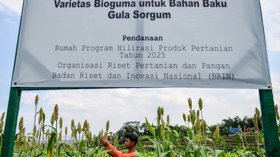 2025/10/08/sorgum-sang-penjaga-ketahanan-pangan-masa-depan-140725-rai-3_4923.jpg